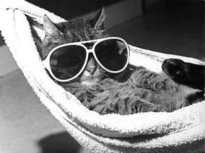 cat-with-sunglasses-lying-in-a-hammock-r-diger-poborsky-2005401